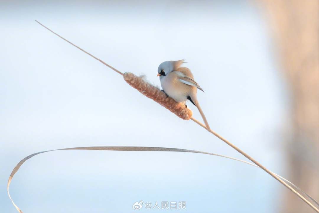 赞雪中舞蹈（舞蹈雪中梅） 赞雪中舞蹈（舞蹈雪中梅）《雪中梅舞蹈视频独舞》 舞蹈科普