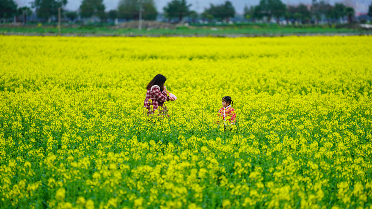 踏青赏花乐享好时光