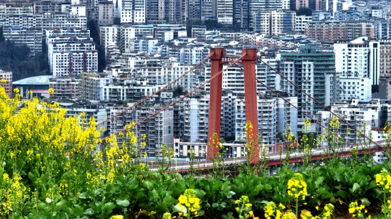 重庆忠县复兴镇水坪社区金色田野花四海