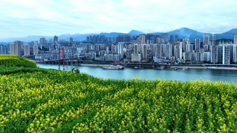 重庆忠县复兴镇水坪社区金色田野花四海