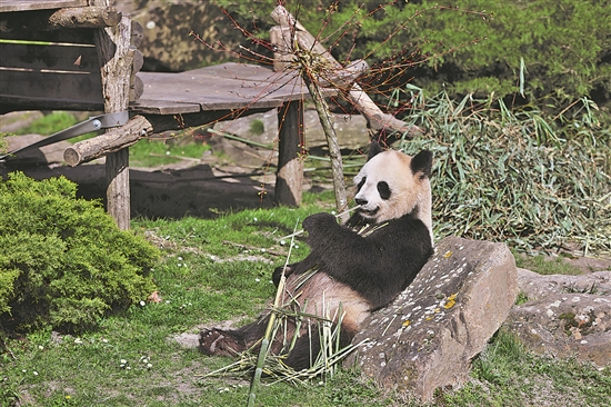 法国春天里看大熊猫