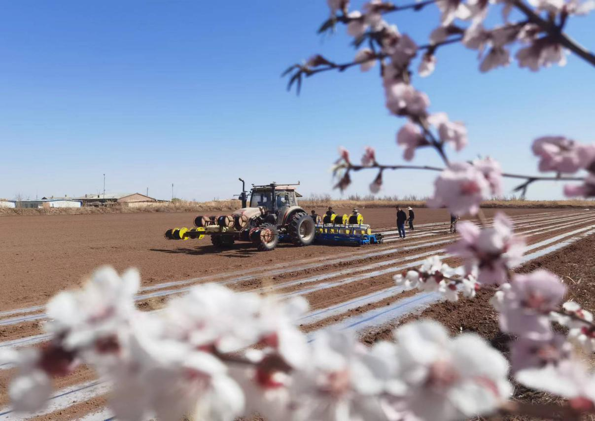 阿克苏市百万亩棉花全面开播--工人日报客户端
