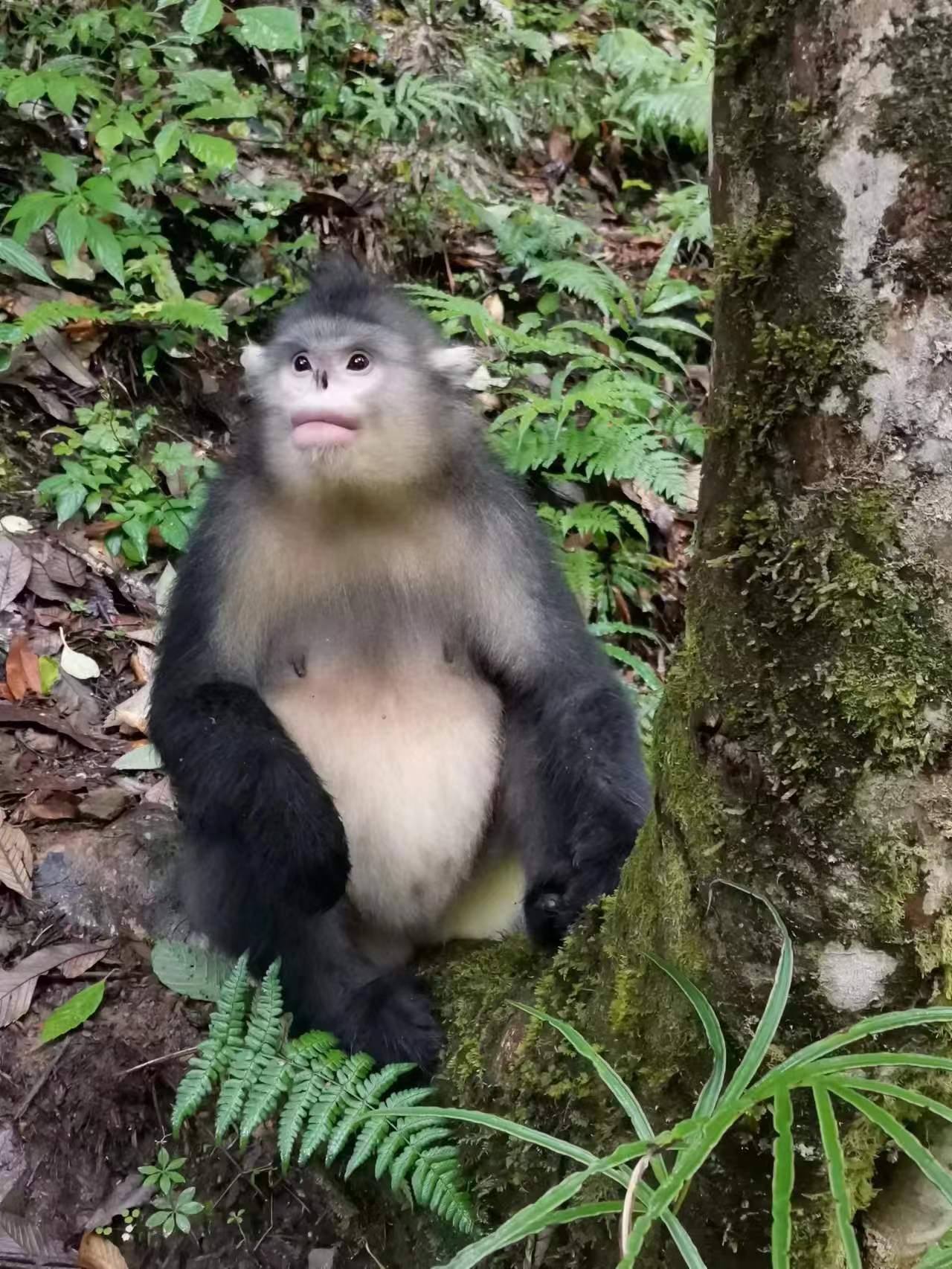 白马雪山自然保护区滇金丝猴展示区的"猴爸爸"