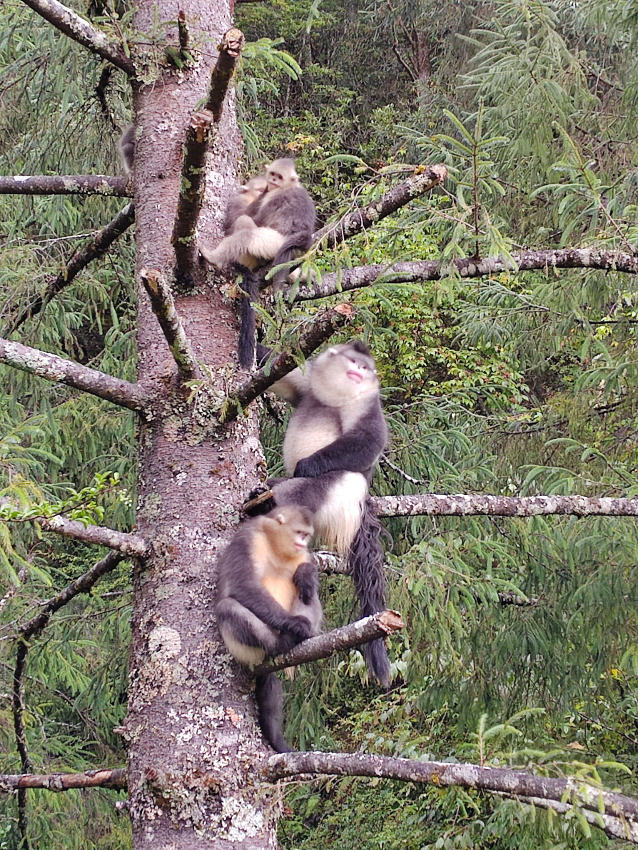 白马雪山自然保护区滇金丝猴展示区的"猴爸爸"